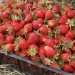 Strawberry yield in Stavropol increased by 21 percent