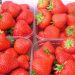 Germany’s lowest strawberry harvest in a quarter of a century