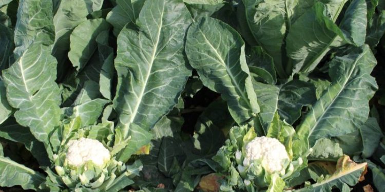 Belgian producers plow under cauliflower