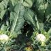 Belgian producers plow under cauliflower