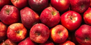 Summer varieties of apples and pears are being harvested in Kabardino-Balkaria