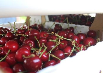Sweet cherry harvest in the Stavropol Territory is 2.5 times higher than last year