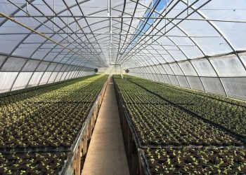 SHINE AND CRACK OF THE MINISTRY OF AGRICULTURE OR WHY ASTRAKHAN VEGETABLES LEAVE THE NATIVE PENATES