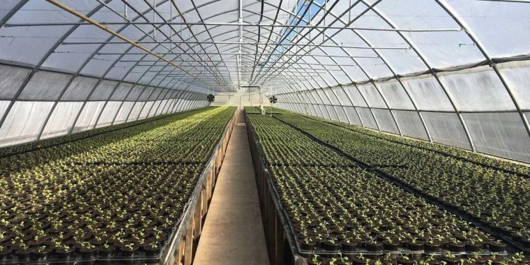 SHINE AND CRACK OF THE MINISTRY OF AGRICULTURE OR WHY ASTRAKHAN VEGETABLES LEAVE THE NATIVE PENATES