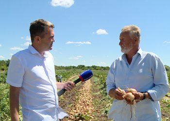 Harvest of early onions near Volgograd