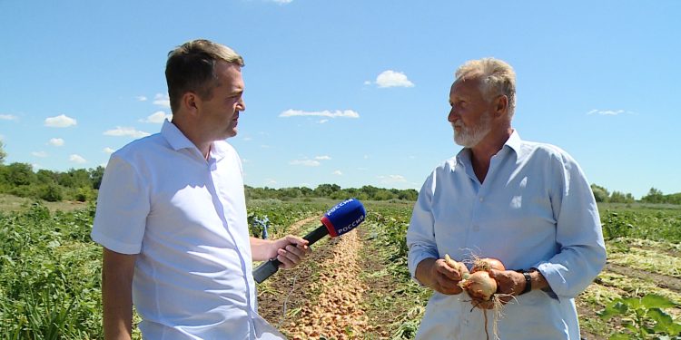 Harvest of early onions near Volgograd