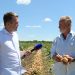 Harvest of early onions near Volgograd
