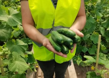 More than 560 kg of cucumbers were grown in two Ulyanovsk colonies