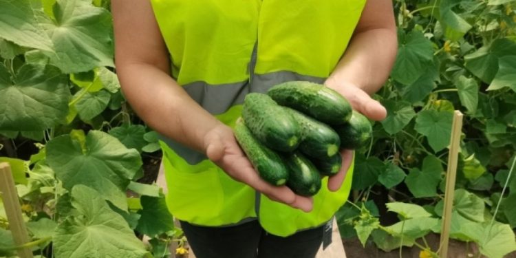 More than 560 kg of cucumbers were grown in two Ulyanovsk colonies