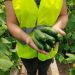 More than 560 kg of cucumbers were grown in two Ulyanovsk colonies