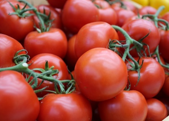 Production of greenhouse vegetables in Russia increased by 5.6%