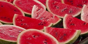 Mass harvesting of melons and gourds has started in Russia