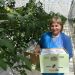 Bumblebees will pollinate 5 hectares of tomato plantations in the greenhouses of Voskresensk