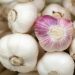 Farmers from the Lipetsk region grow garlic on an industrial scale