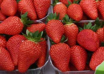 Kabardino-Balkaria traditionally entered the top three regions of the country in terms of the gross harvest of fruits and berries