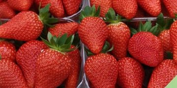 Kabardino-Balkaria traditionally entered the top three regions of the country in terms of the gross harvest of fruits and berries