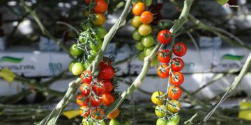 Vegetable production will become an important area in the Stavropol Territory