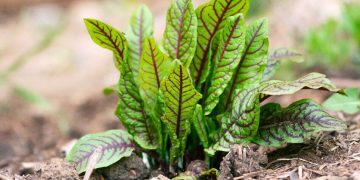 Best Perennial Vegetables to Grow in Your Garden