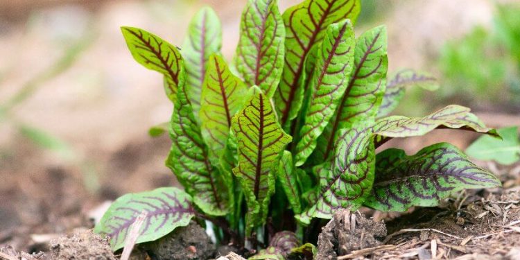 Best Perennial Vegetables to Grow in Your Garden