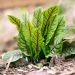 Best Perennial Vegetables to Grow in Your Garden