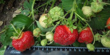 Garden strawberries the size of a chicken egg were grown in Yekaterinburg
