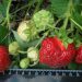 Garden strawberries the size of a chicken egg were grown in Yekaterinburg