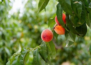 Harvesting season continues in peach orchards of Dagestan