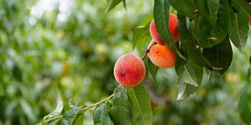 Harvesting season continues in peach orchards of Dagestan