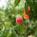 Harvesting season continues in peach orchards of Dagestan