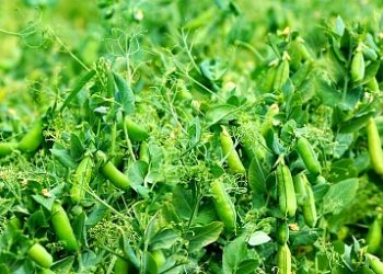 Tambov farmers started harvesting peas
