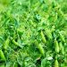 Tambov farmers started harvesting peas