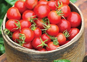 Mini-Vegetable Ideas for Small Garden Spaces