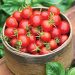 Mini-Vegetable Ideas for Small Garden Spaces