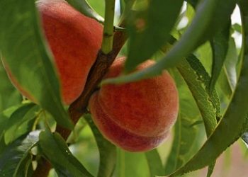 In the gardens of the Sevastopol enterprise “Kachinsky +” harvesting of early varieties of peach is underway