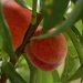 In the gardens of the Sevastopol enterprise “Kachinsky +” harvesting of early varieties of peach is underway