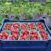 A young farmer from Sakhalin grows berry crops