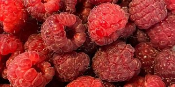 Harvesting of currants, raspberries, cherries began in Tambov farms