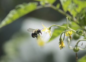 Tomatoes in the greenhouses of Voskresensk are pollinated by more than a thousand bumblebees