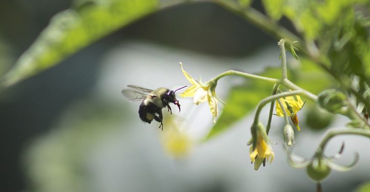 Tomatoes in the greenhouses of Voskresensk are pollinated by more than a thousand bumblebees