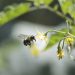 Tomatoes in the greenhouses of Voskresensk are pollinated by more than a thousand bumblebees