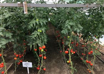A Stavropol woman grew 6 tons of vegetables on a farm thanks to state support