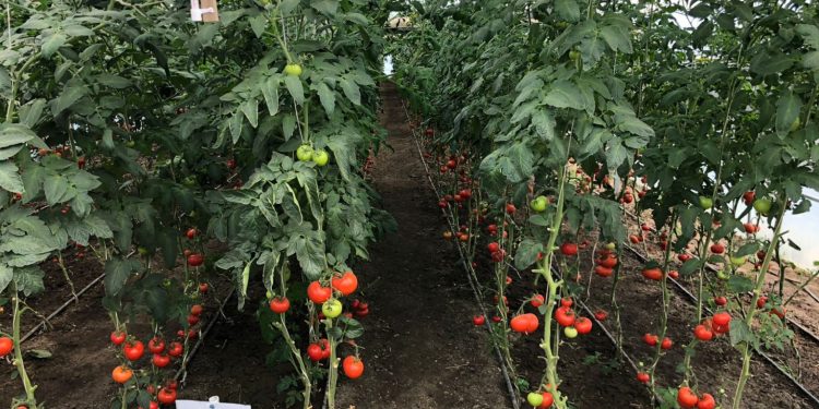 A Stavropol woman grew 6 tons of vegetables on a farm thanks to state support