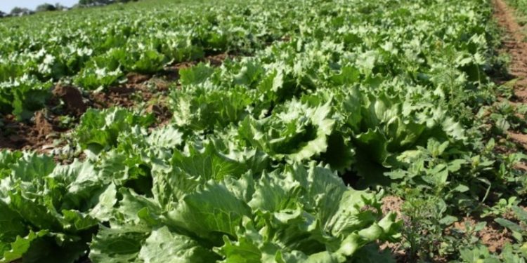 Volodarsk farmers have grown 700 tons of vegetables this year