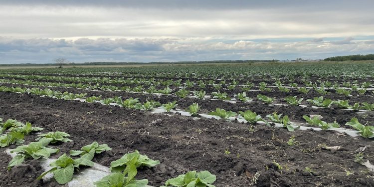 North Kazakhstan region may lose one of the vegetable producers