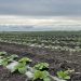 North Kazakhstan region may lose one of the vegetable producers