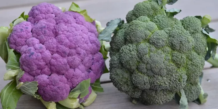 In broccoli found a substance that heals wounds twice as fast as antibiotics