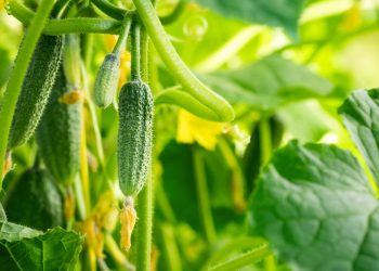 New varieties of cucumbers prepared for market entry by farmers of the Moscow region