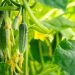New varieties of cucumbers prepared for market entry by farmers of the Moscow region