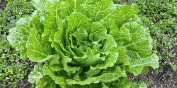 Best Vegetables to Plant for a Fall Garden