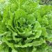 Best Vegetables to Plant for a Fall Garden
